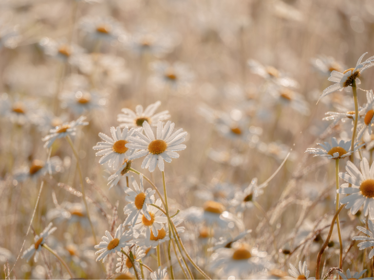 generator & manifesting generator strategy