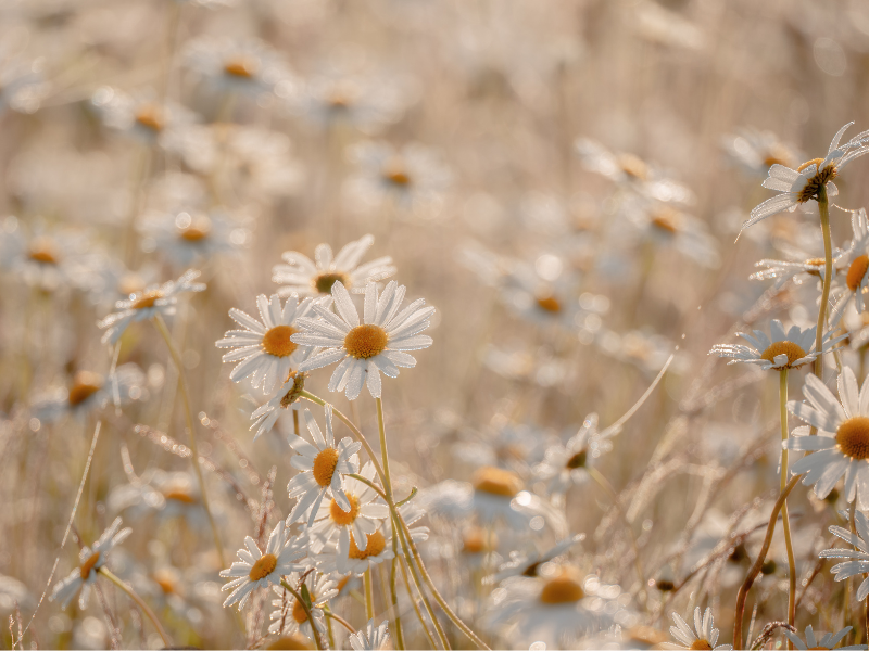 generator & manifesting generator strategy